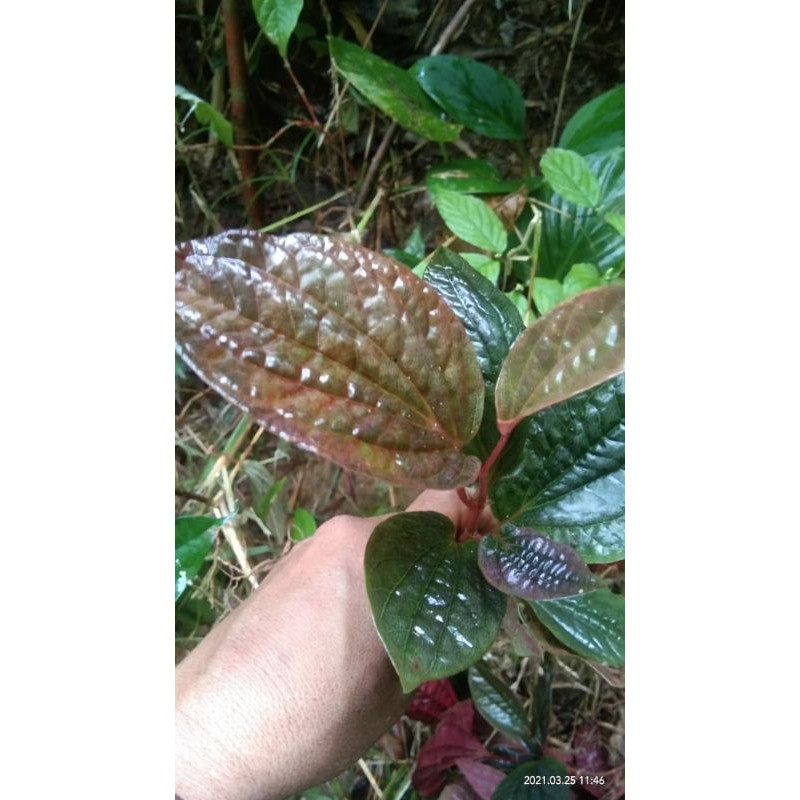 piper sp borneo per10(50rb)