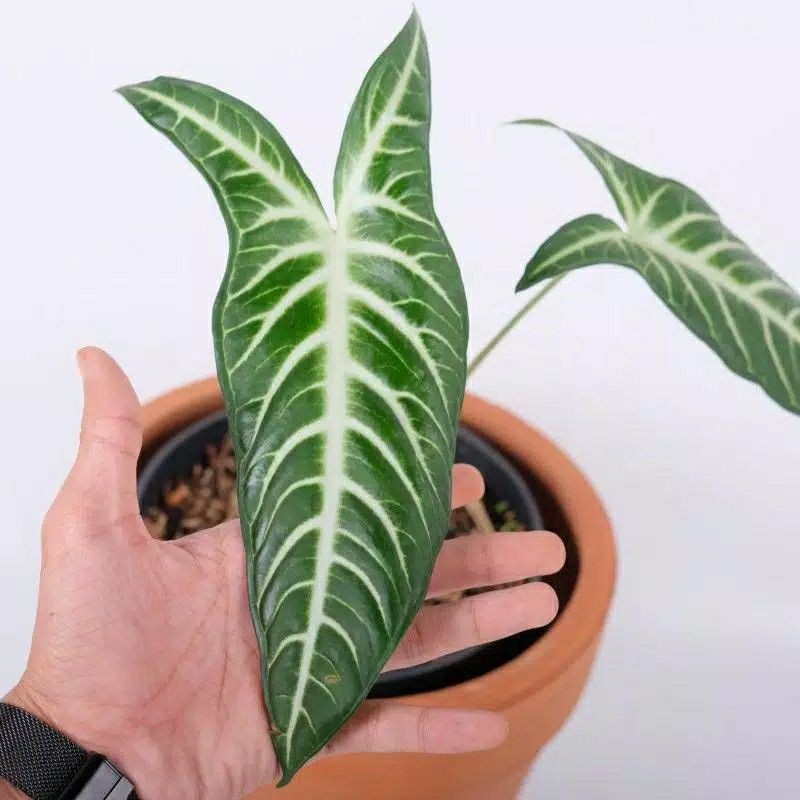 tanaman hias Caladium lindeni 'Magnificum' -xanthosoma -athasoma-keladi zebra-keladi xanthasoma