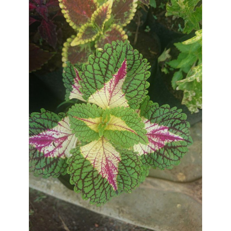 miana/tanaman hias/ bunga miana