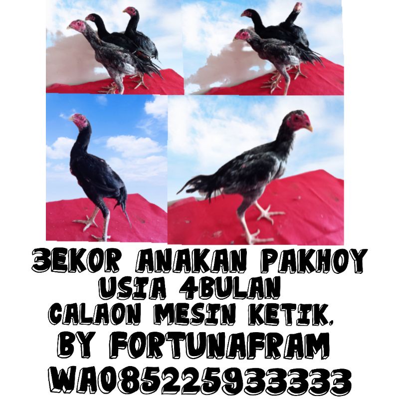 Anakan Ayam Pakhoy Calon Mesin Ketik