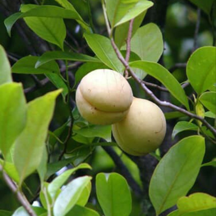 

Buah pala segar/ Fres