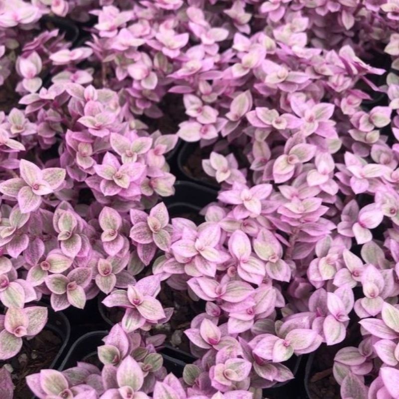 Sukulen Pink Lady gantung