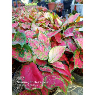 Aglonema red anja / aglaonema ret anjamani/ tanaman hias