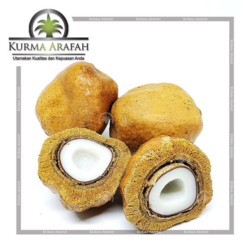 

(Rahma Sulsel Shop) Buah Zuriat Original Harga per Biji Buah Promil Zuriat Kesehatan Alami