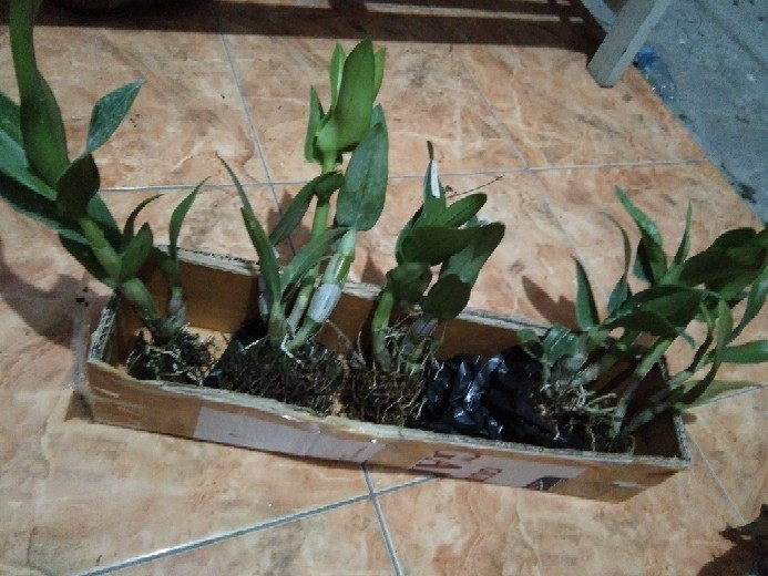 Paket Dendro Dewasa Isi 5