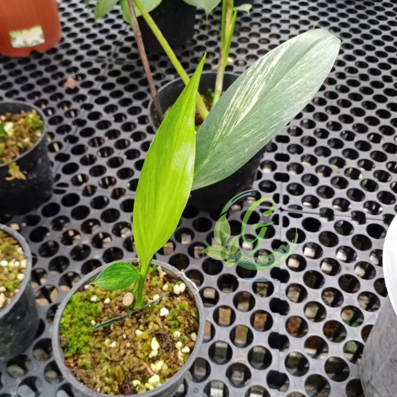 Tanaman Hias Epipremnum Amplissimum Varigata