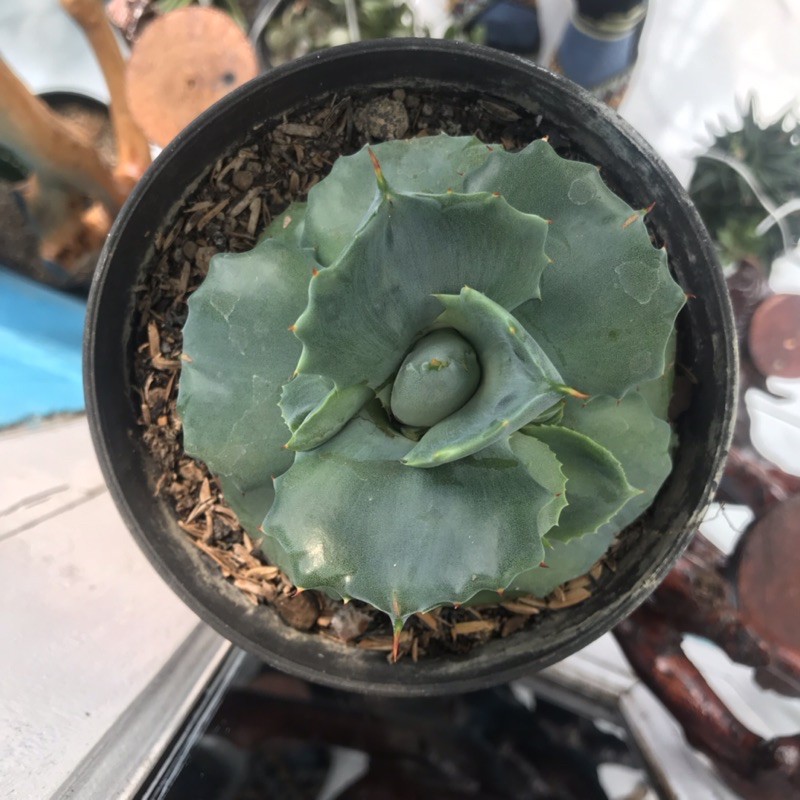 FLASH SALE | Agave Shoji Raijin