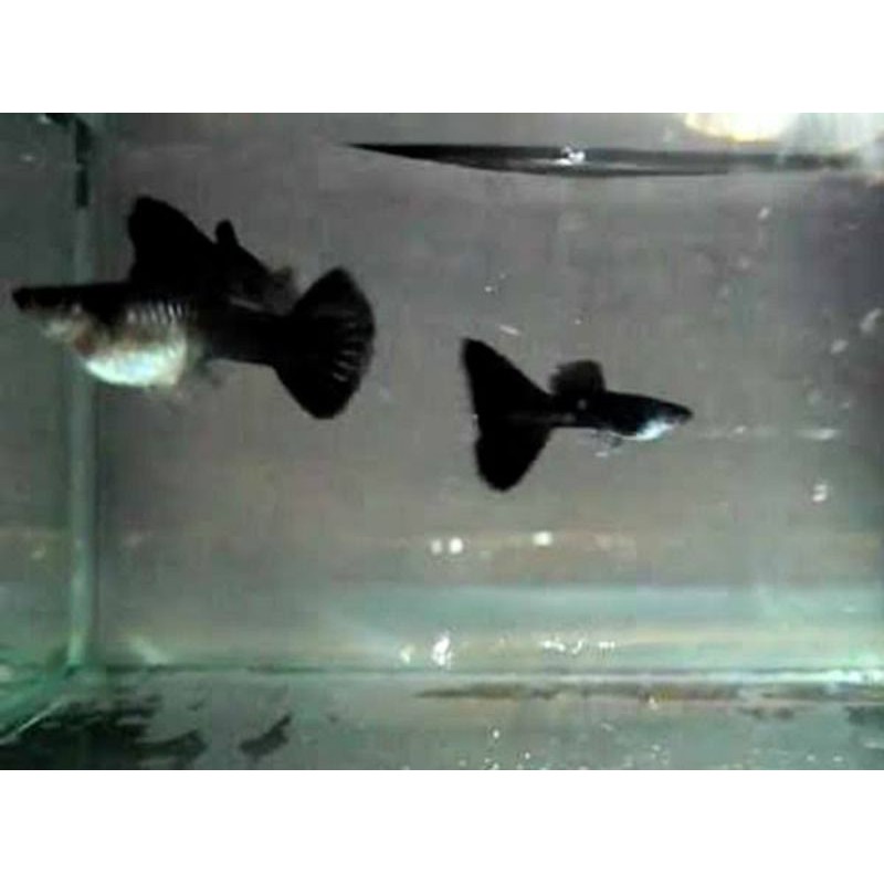 Ikan guppy black moscow (Sepasang)