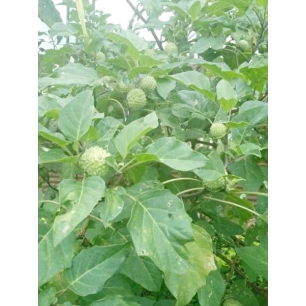 

Daun kecubung segar 10lembar