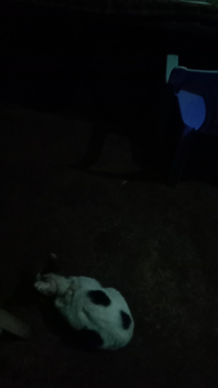 Mahkota Pendek Kemeja Batik Pria Full Furing Bahan Katun Halus Primisima