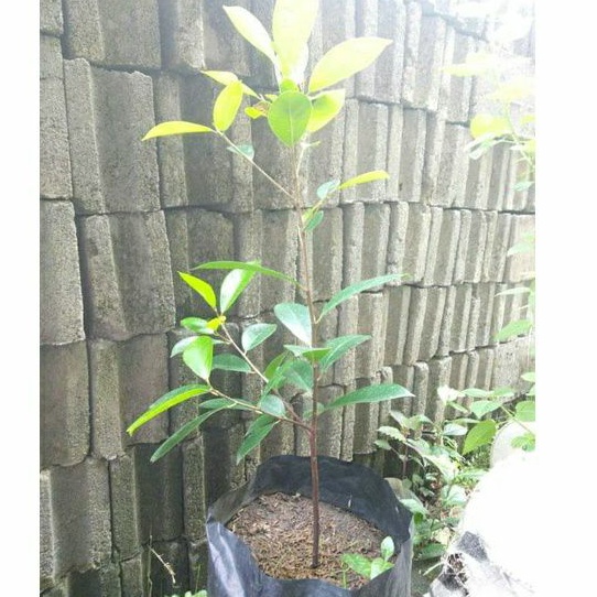 bibit bonsai ficus retusa / beringin iprik