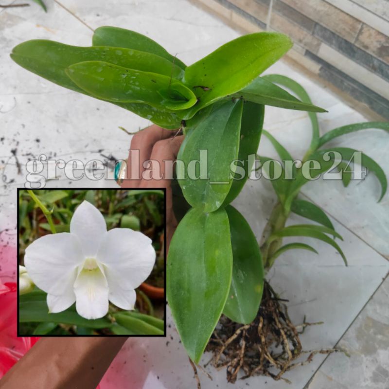 seedling anggrek dendrobium bunga putih - anggrek dendrobium - seedling anggrek dendrobium