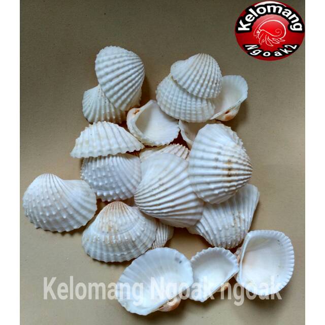 Cangkang Tiram Besar