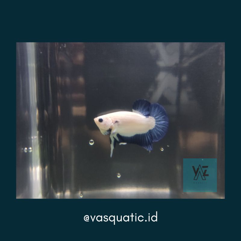 Betta Plakat / Ikan Cupang Plakat - Blue Rim (MALE)