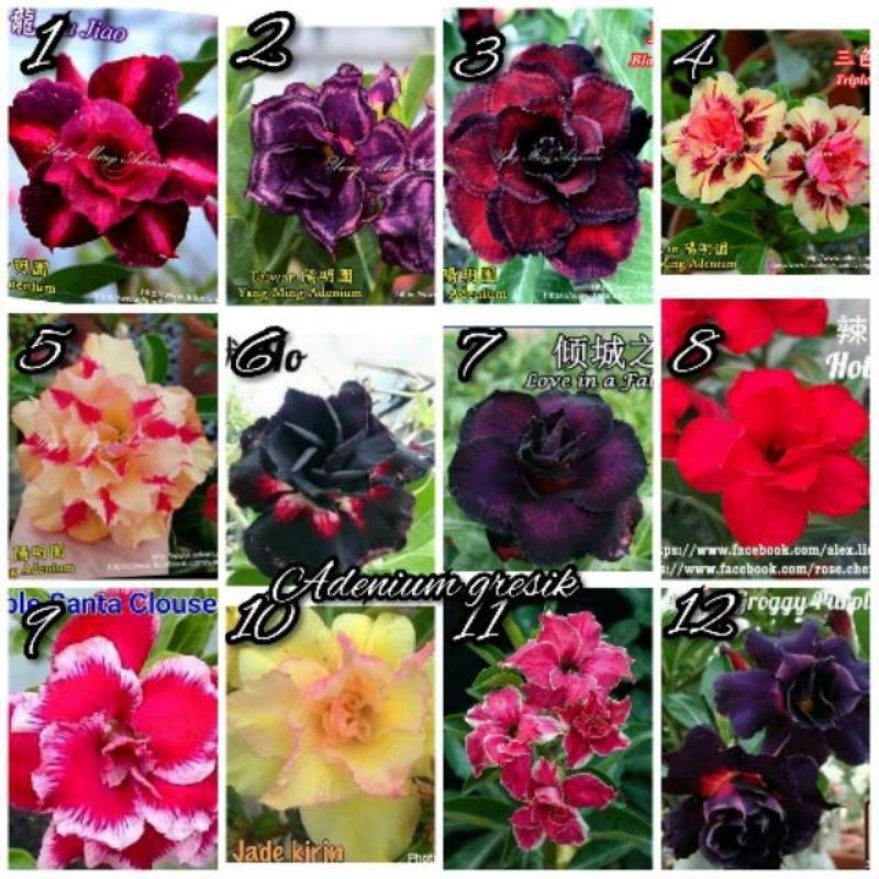 biji bunga kamboja import