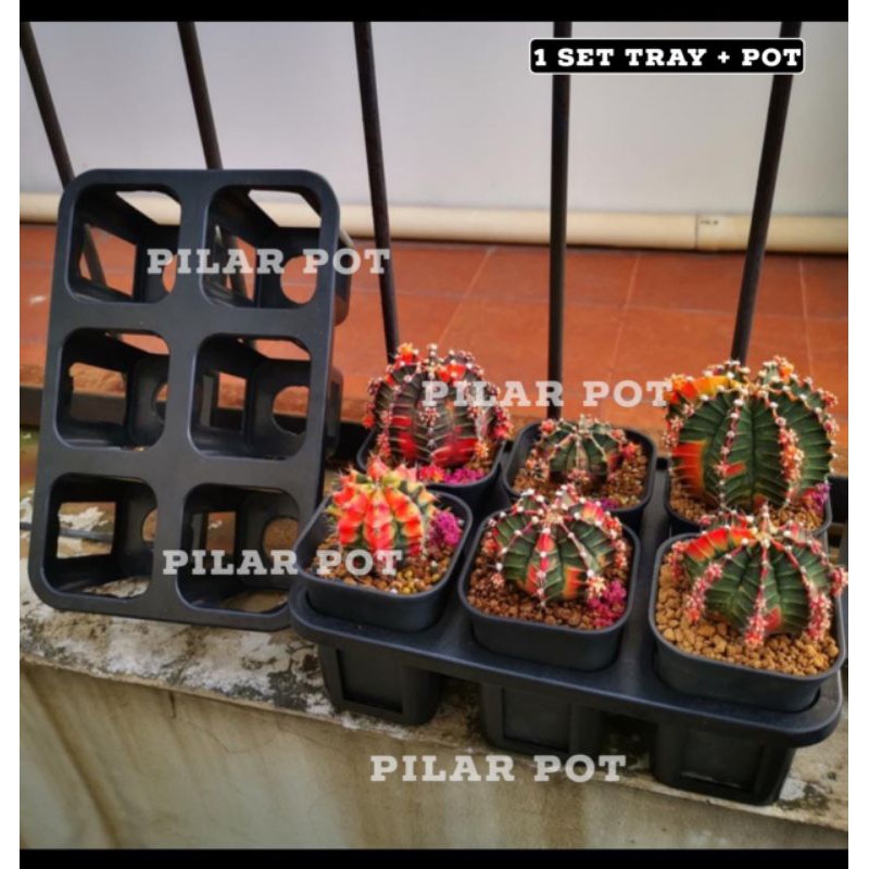 1 set Tray + pot bunga tanaman nkt kotak 8 cm | tray semai bibit