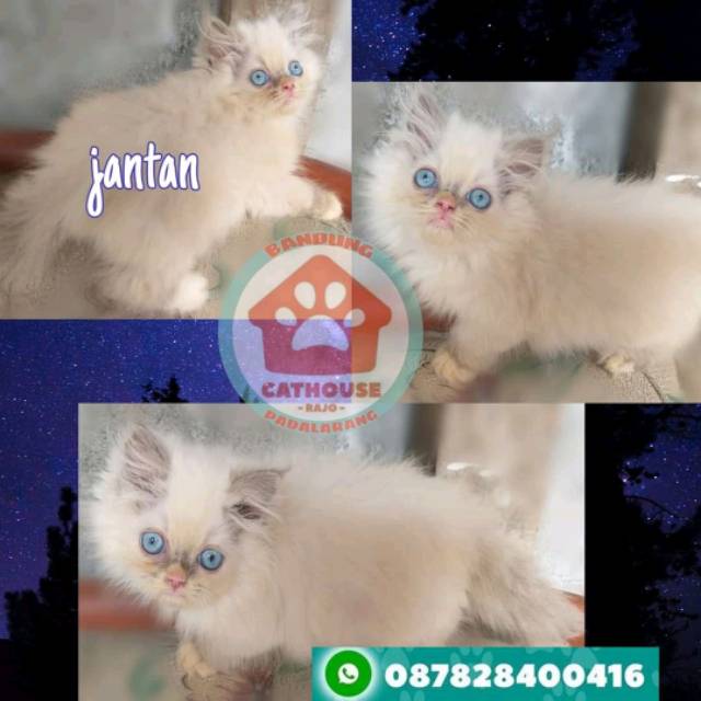 Harga Kucing Himalaya Mix Ragdoll : Kucing Persia Mix Himalaya Medan Jualo : Menampilkan 12 ragdoll kucing dari berbagai forum jual beli.