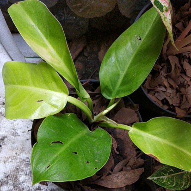 Tanaman Sirih Gading Centong /pohon Sirih Gading Centong /sirih Gading Daun Besar