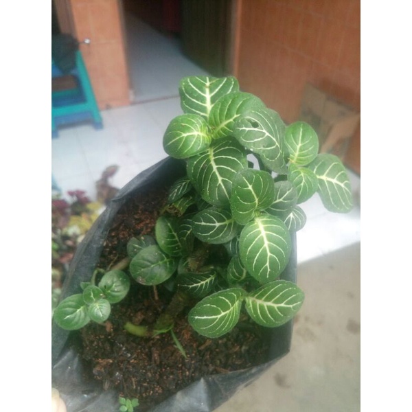 fittonia fortisimo hijau  garis putih