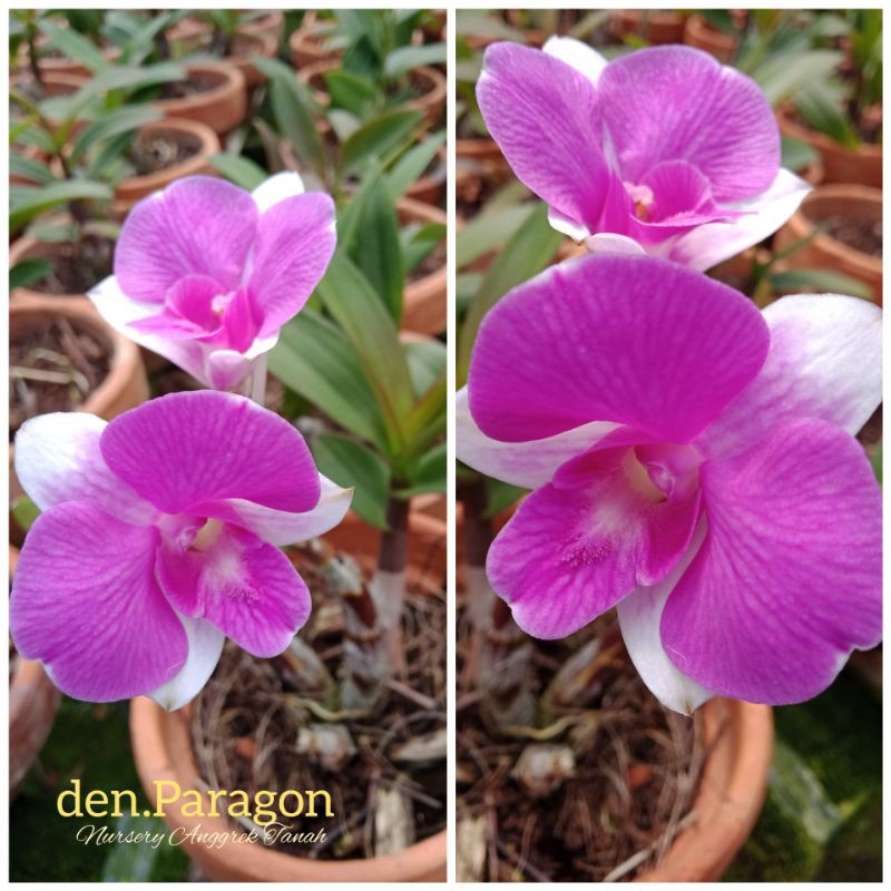 Anggrek Dendrobium Paragon Mini