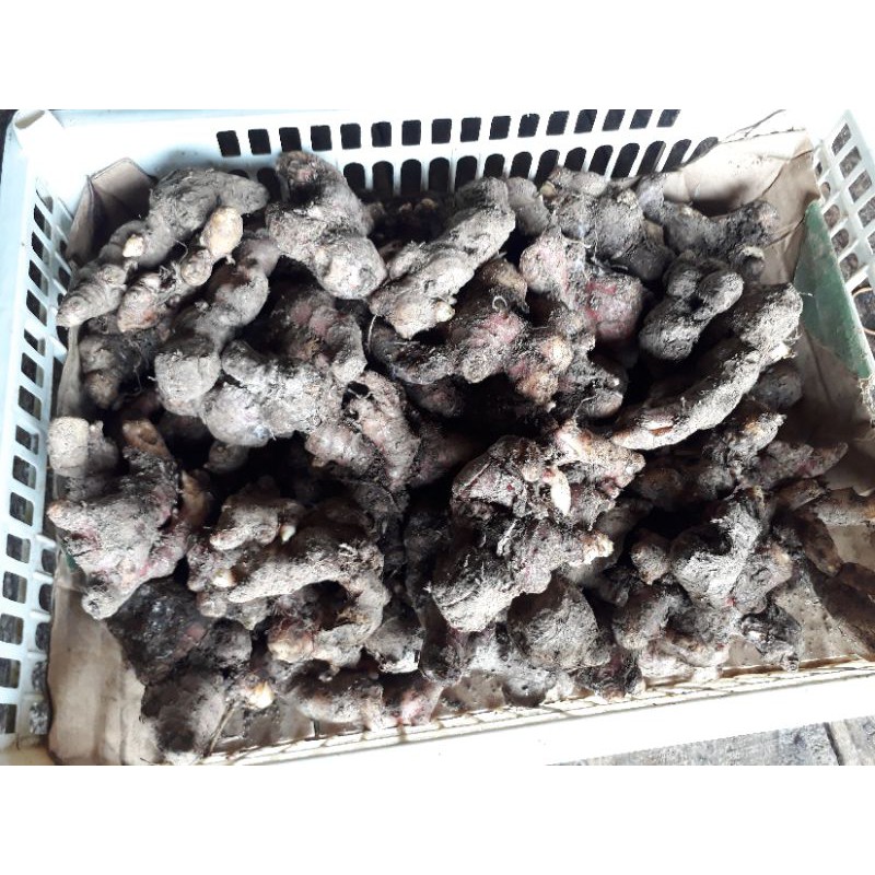 

jahe merah 500 g
