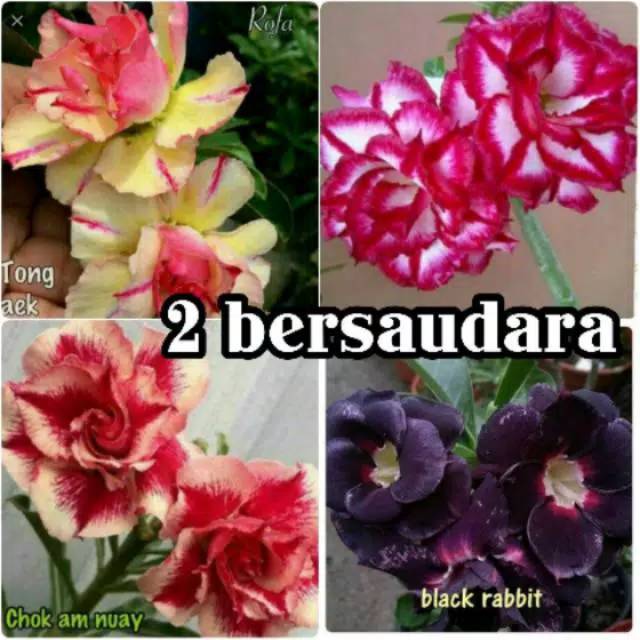 Paket 4 Batang Bibit Bunga  Kamboja Jepang Adenium Triple  