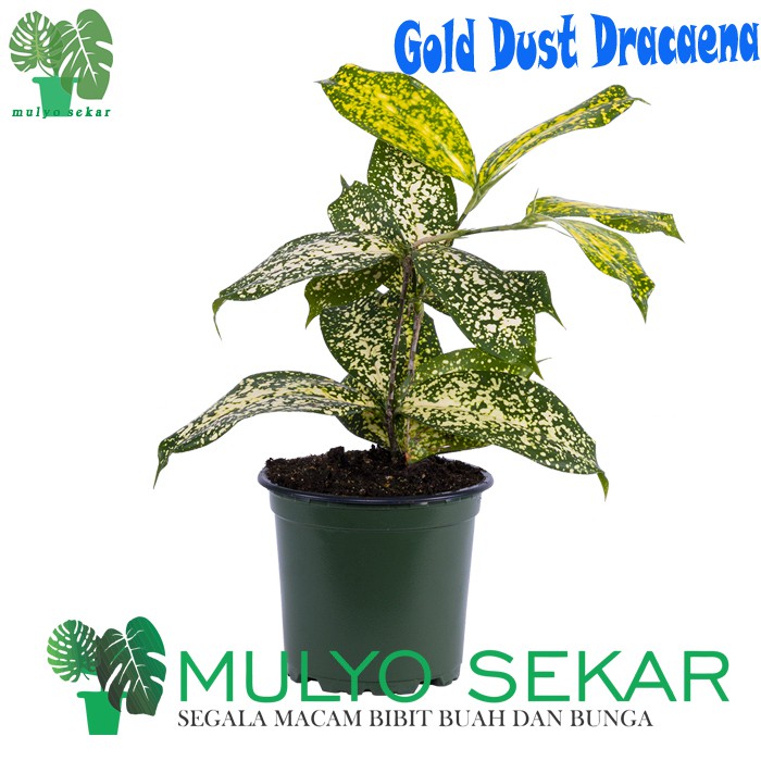 Tanaman Gold Dust Dracaena taman