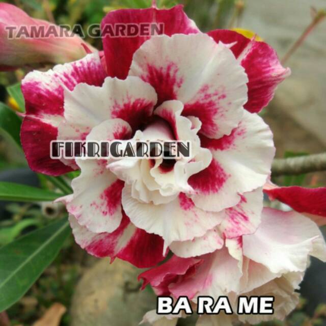 

Bibit Bunga Kamboja Adenium Barame