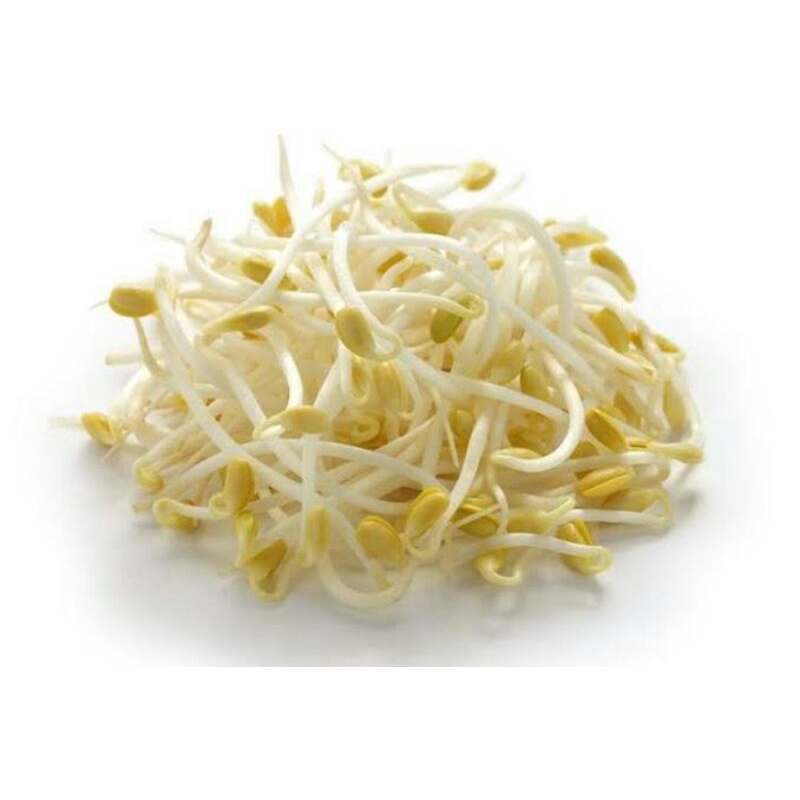

Tauge segar 500gr