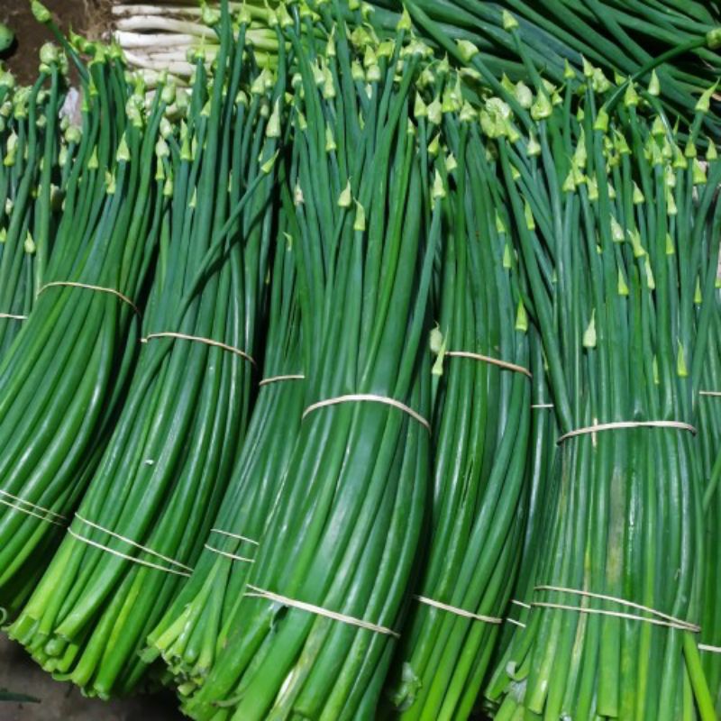 

daun kembang bawang