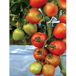 Biji Benih Tomat Tymoti F1 Berkualitas