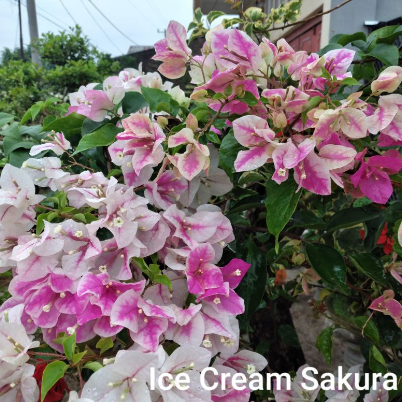 Bougenville ice krim Sakura