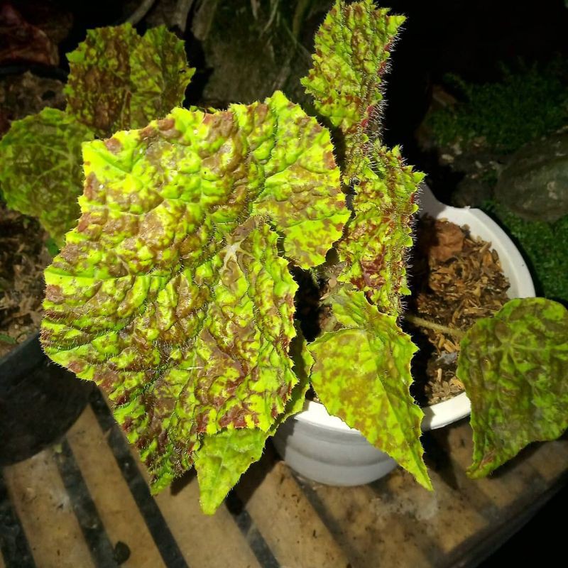 

begonia marmaduke