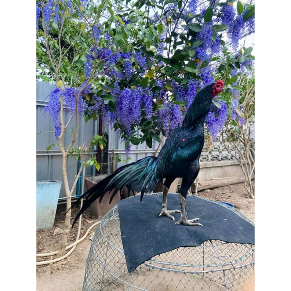 ayam pakhoy full brakot(telur fertill)