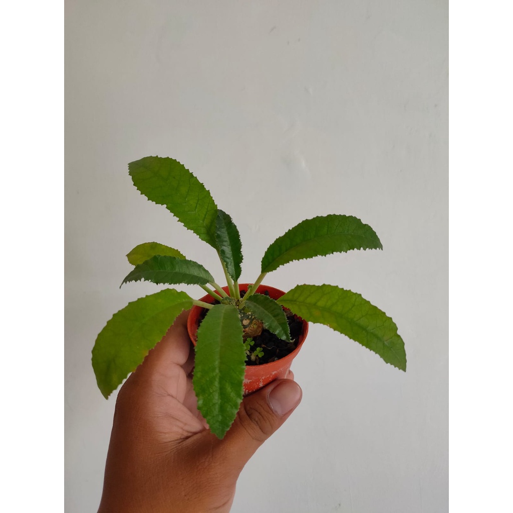 [DORSTENIA] - DORSTENIA LANCIFOLIA // PALM MINI // SUKULEN // TANAMAN LUCU // TANAMAN MURAH // LANDS