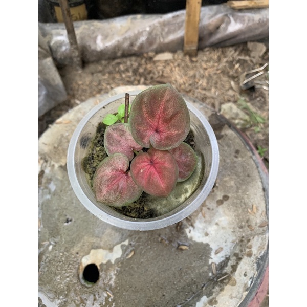 Caladium Black Mamba