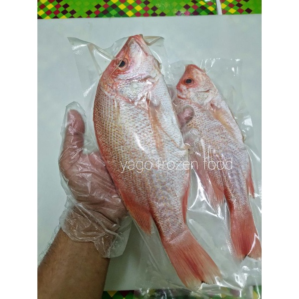 Ikan Kakap Merah Fresh Bersih Sisik Bersih Kotoran Perut