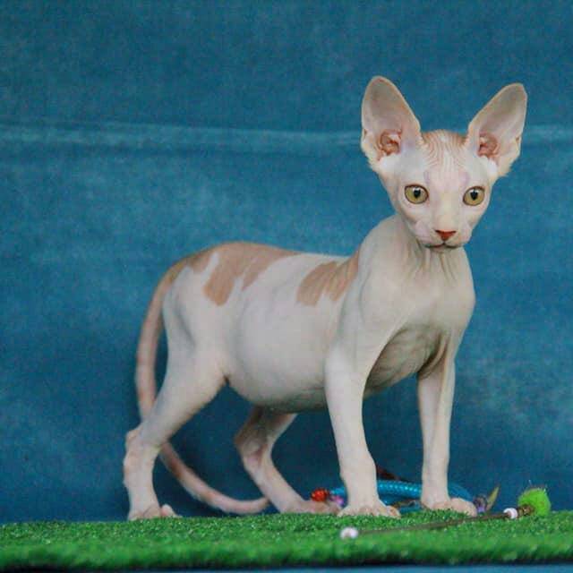 Kucing Sphynx Jantan, Bonbar Senopati BD-1, Ped ICA LO