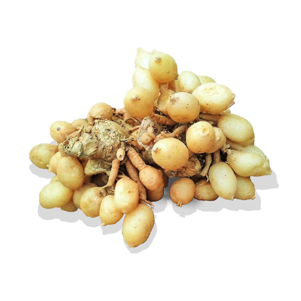 

Kunyit Putih / Kunci Pepet / Temu Pepet Fresh (Kaempferia Rotunda)