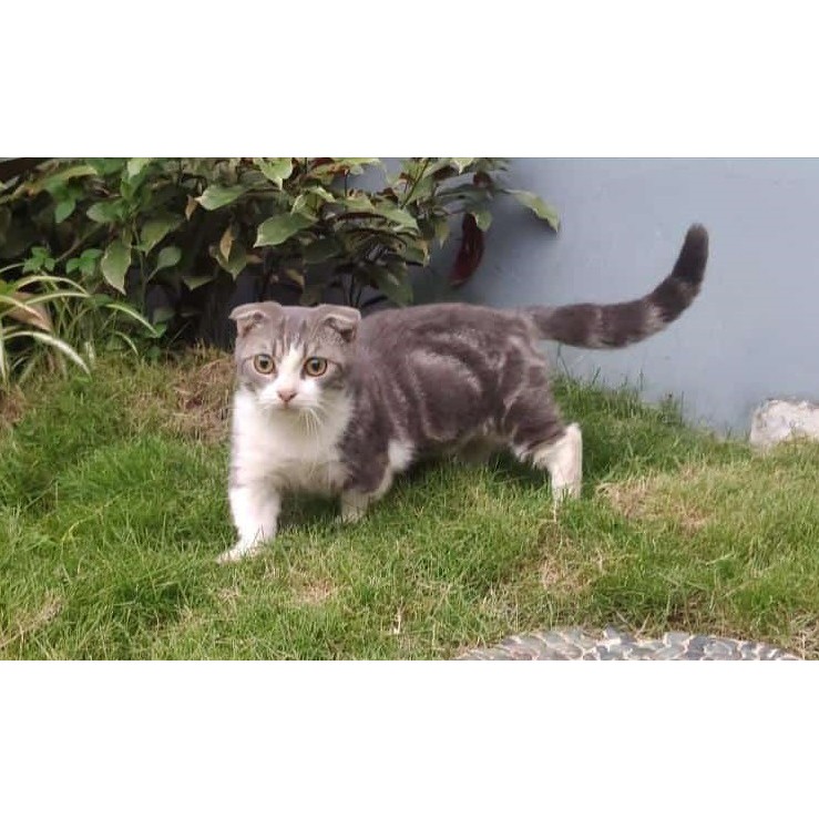 Kucing Munchkin Gaelich (kucing cebol)