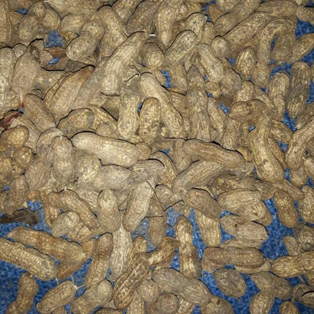 1 Kg Kacang Tanah kulit basah Mentah untuk direbus kacang 1 Kg Kacang Tanah kulit basah Mentah untuk direbus kacang