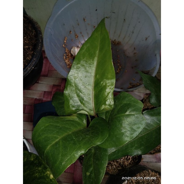 antorium black beauty