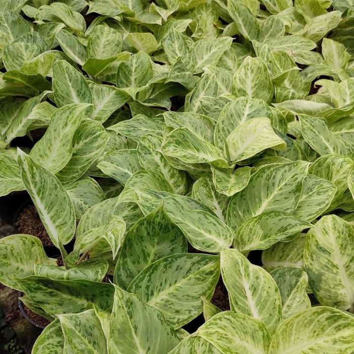 Bonggol Aglonema SilverQueen