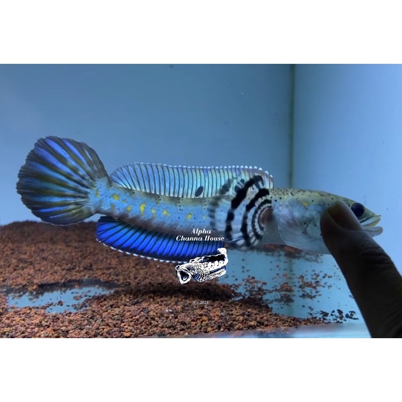 Channa Blue Pulchra 15-16 cm high fin close tail