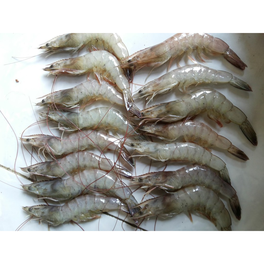 

Seefood - Udang Size 60 (250gr)