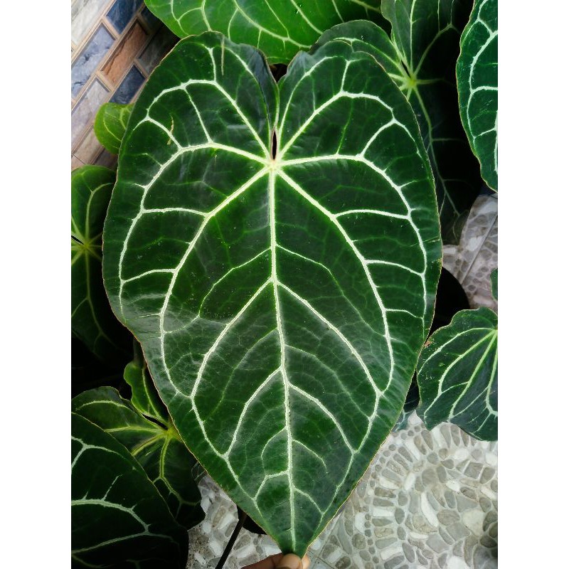 UKURAN JUMBO TANAMAN HIAS KUPING GAJAH/ANTHURIUM CRYSTALLINUM DARK