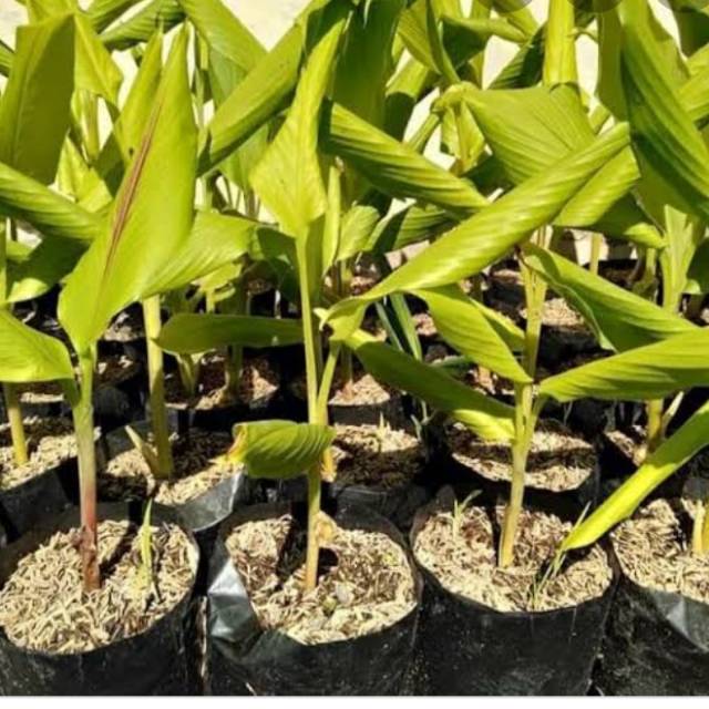 Pohon kunyit/tanaman herbal kunyit/tanaman apotek hidup kunyit