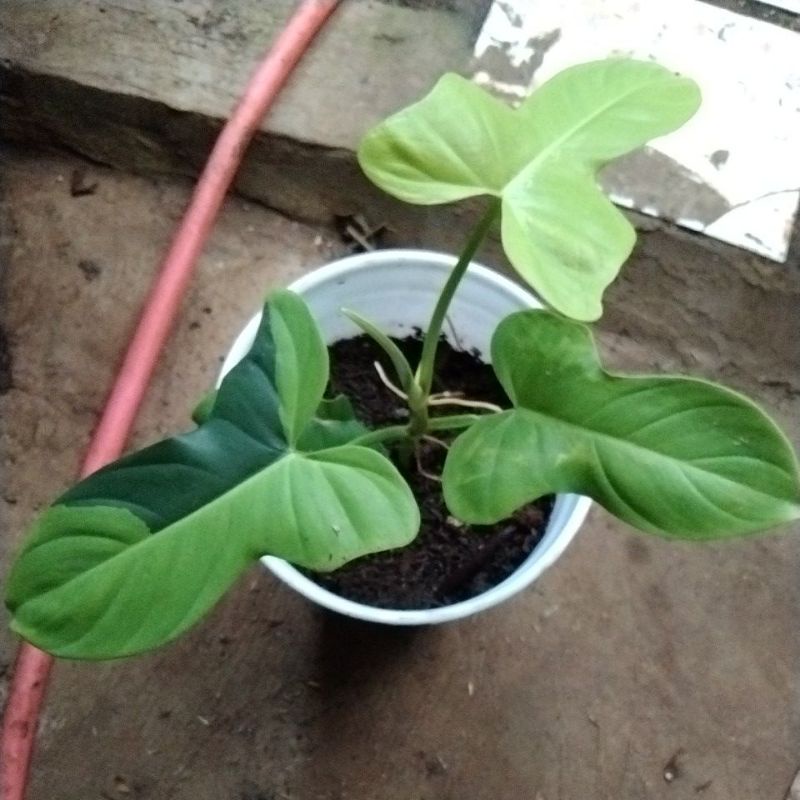 PHILODENDRON VIOLIN GOLDEN/VIOLIN GOLDEN