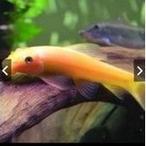 Ikan hias CAE chinese algae eater aquascape