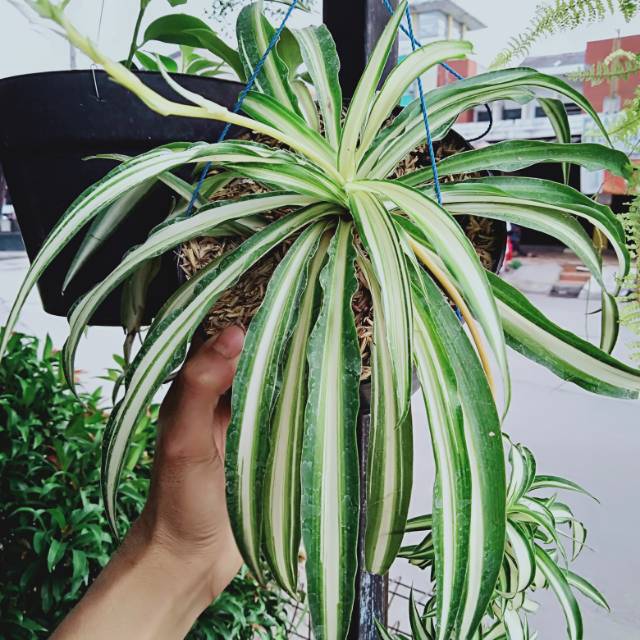 Spider plant